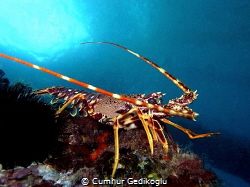 Palinurus elephas
Spiny lobster by Cumhur Gedikoglu 